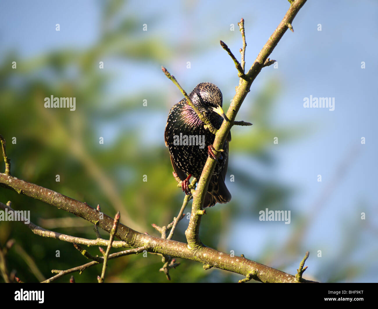 Starling 2 Stockfoto