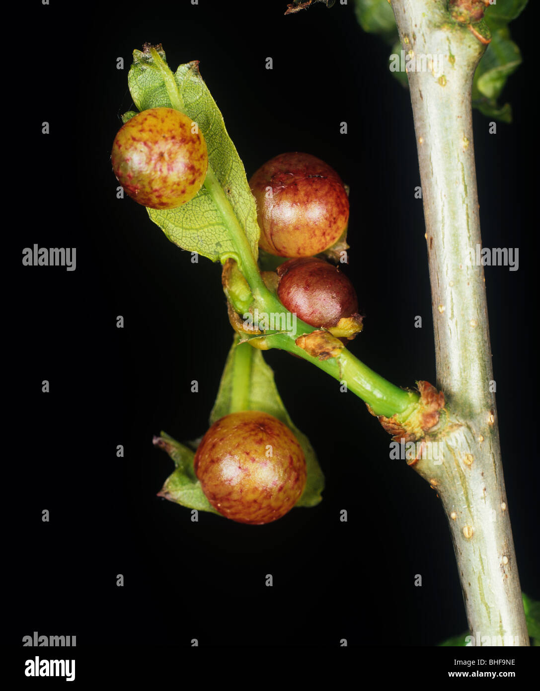 Eichenblatt Kirsche-Gall Cynipid (Cynips Quercusfolii) Gallen an junge Eichenblatt im Frühjahr Stockfoto