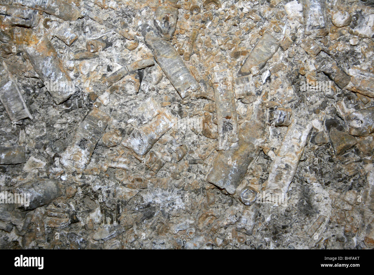 Fossile crinoide -Fotos und -Bildmaterial in hoher Auflösung – Alamy