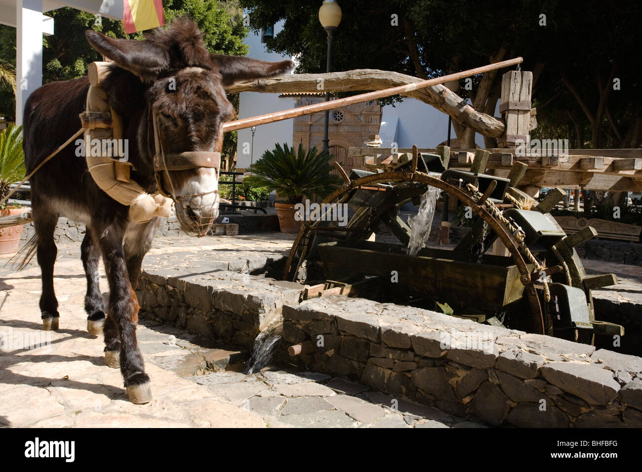Ein Esel bewegt das Wasser-Rad von einem historischen Brunnen, Pajara, Fuerteventura, Kanarische Inseln, Spanien, Europa Stockfoto