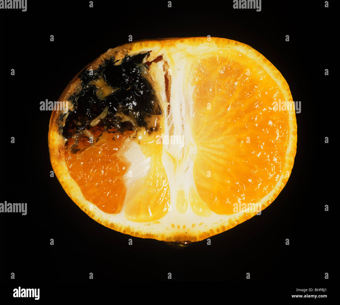 Mittelmeer-Fruchtfliege (Ceratitis Capitata) Schaden Galerie mit Larven in einem Satsuma Frucht Abschnitt Stockfoto