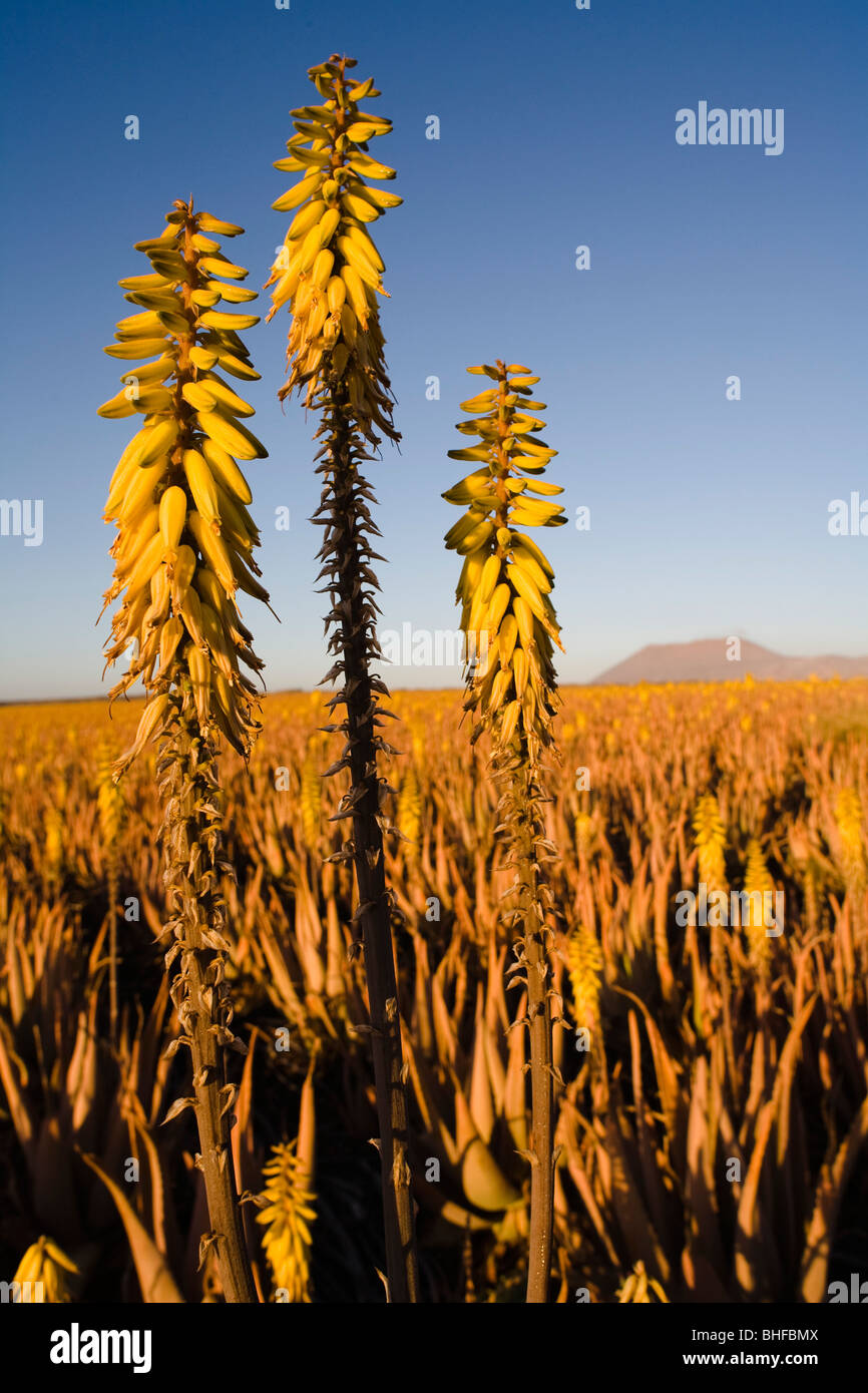 Blühende Aloe Vera auf einem Feld, Valles de Ortega, Fuerteventura, Kanarische Inseln, Spanien, Europa Stockfoto