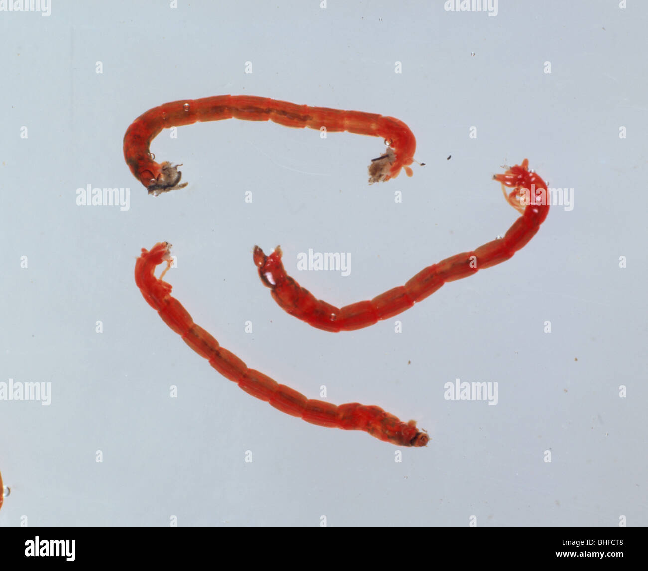 Blut-Wurm (Chironomus Riparius) Chironomid Mückenlarven im Wasser Stockfoto