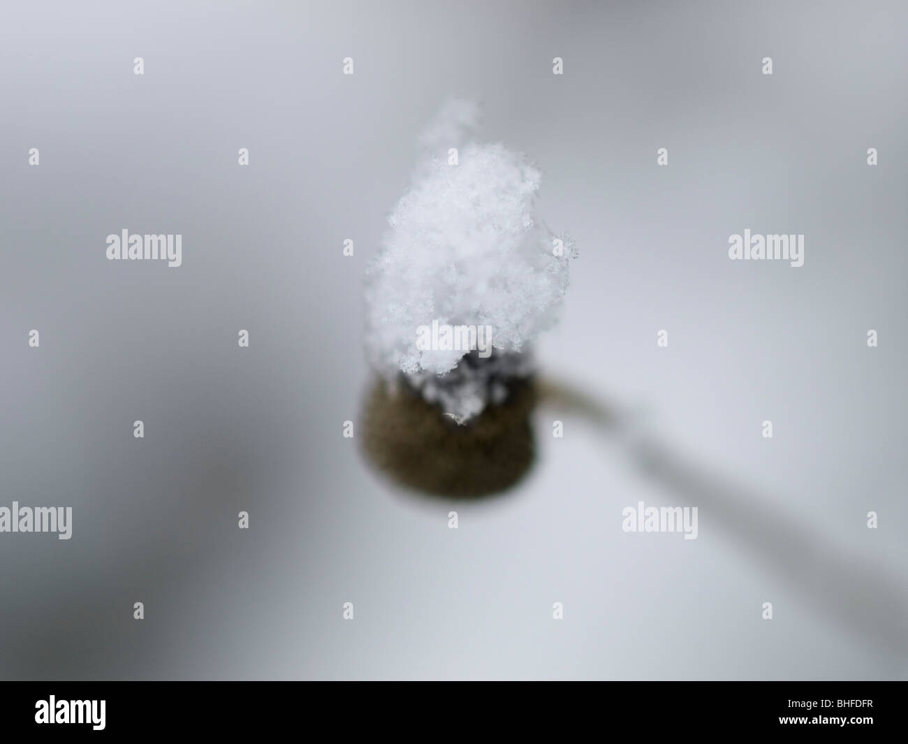 Nahaufnahme von Schneeflocke auf Anlagen mit geringen Schärfentiefe fotografiert Stockfoto