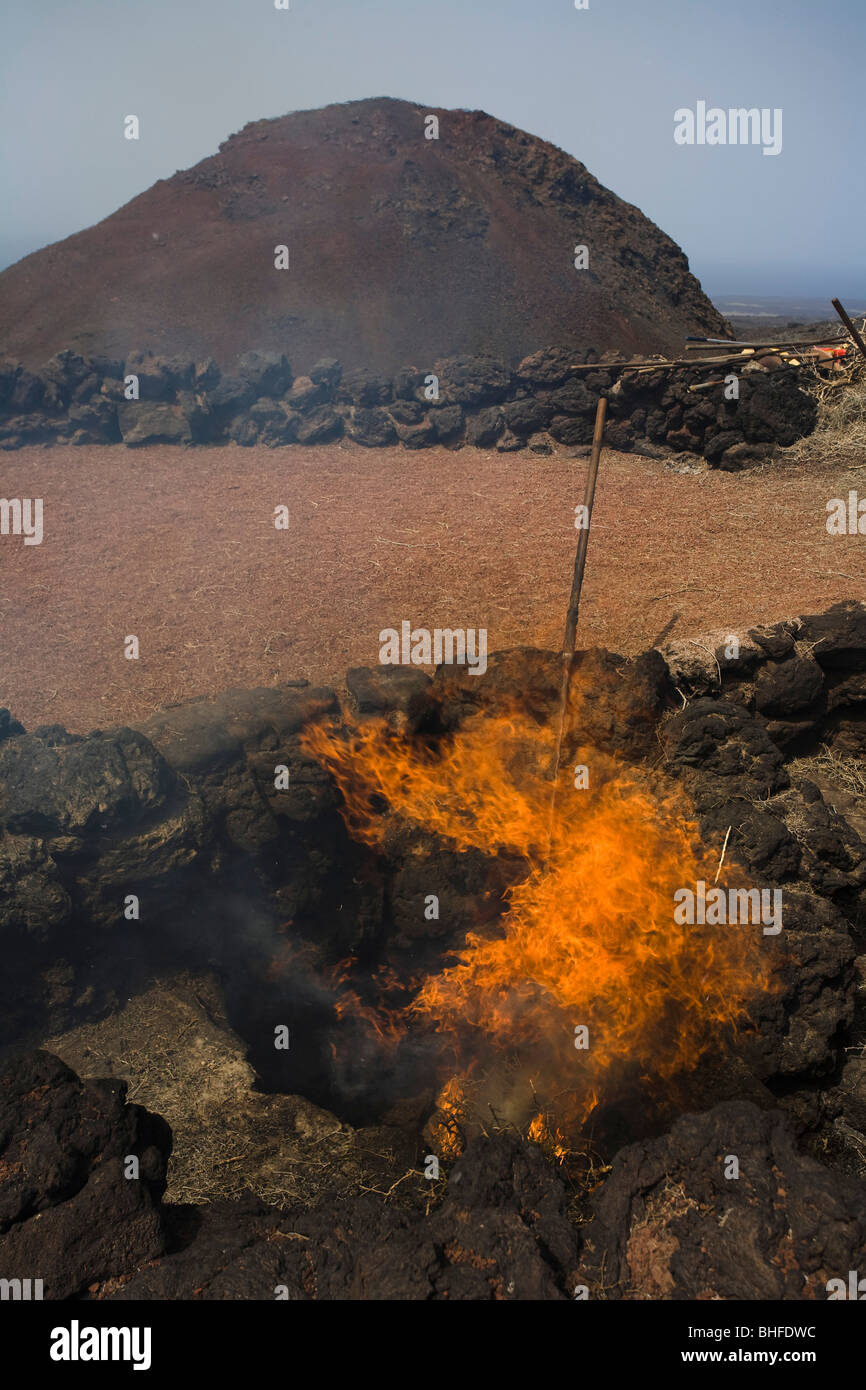 Demonstration von Feuer durch vulkanische Hitze mit Reisig, Parque Nacional de Tiimanfaya, Montanas del Fuego, UNESCO Biosphäre Orchesterprobe Stockfoto