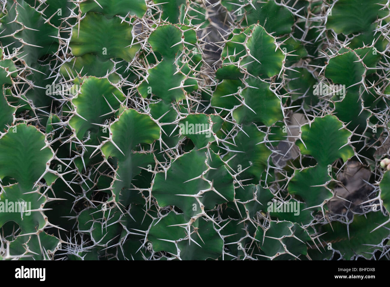 Holz-Wolfsmilch, lat. Euphorbia Grandicornis aus Ostafrika in den Botanischen Garten Jardin de Cactus, Künstler und Architekt Cesar Stockfoto