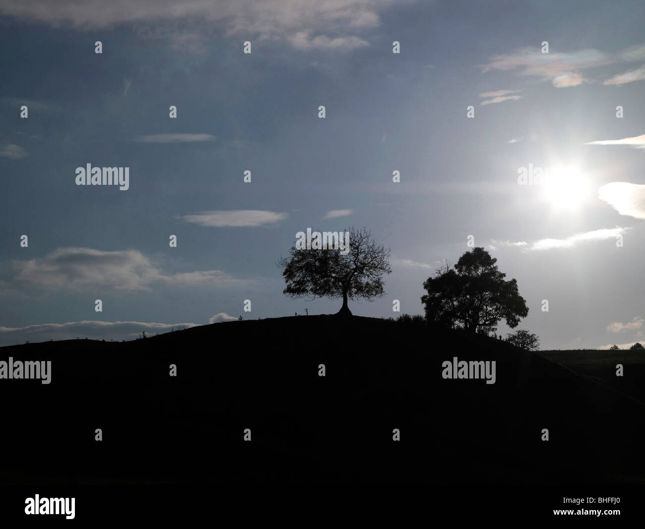 Wensleydale, Nr Aysgarth, zwei Bäume gegen Sonnenuntergang silhouetted, Yorkshire Dales, Nordengland Stockfoto
