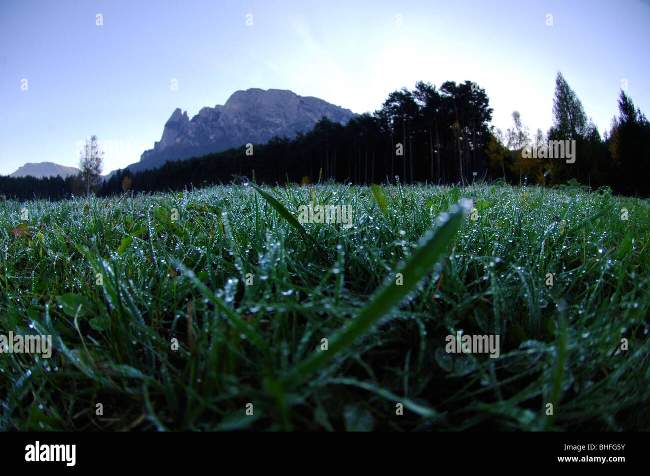 Almwiese mit Tautropfen in den Morgen, Schlern, Südtirol, Italien, Europa Stockfoto