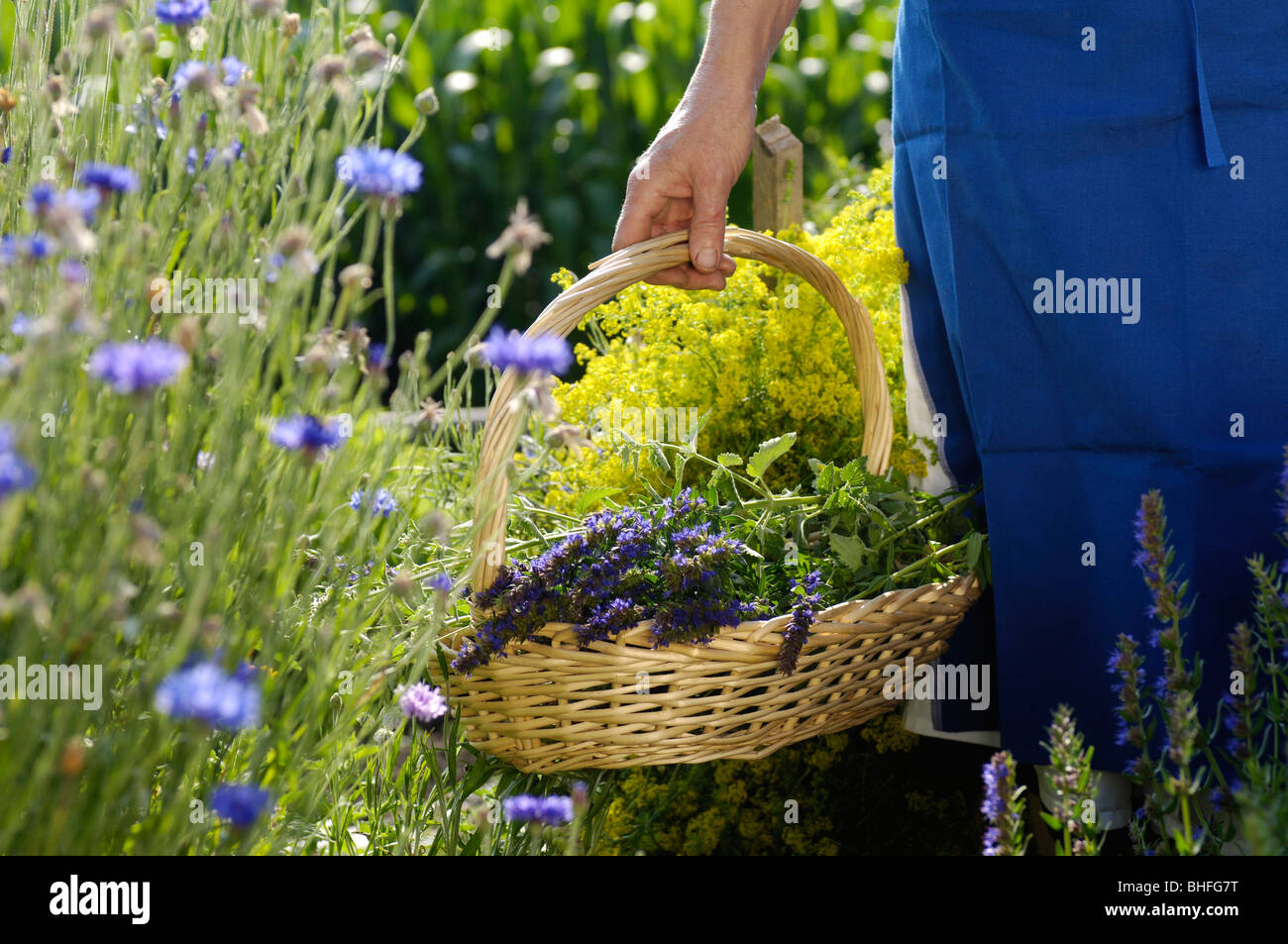 Heilkräuter, Pflanzen, organische Landwirtschaft, Südtirol, Italien Stockfoto