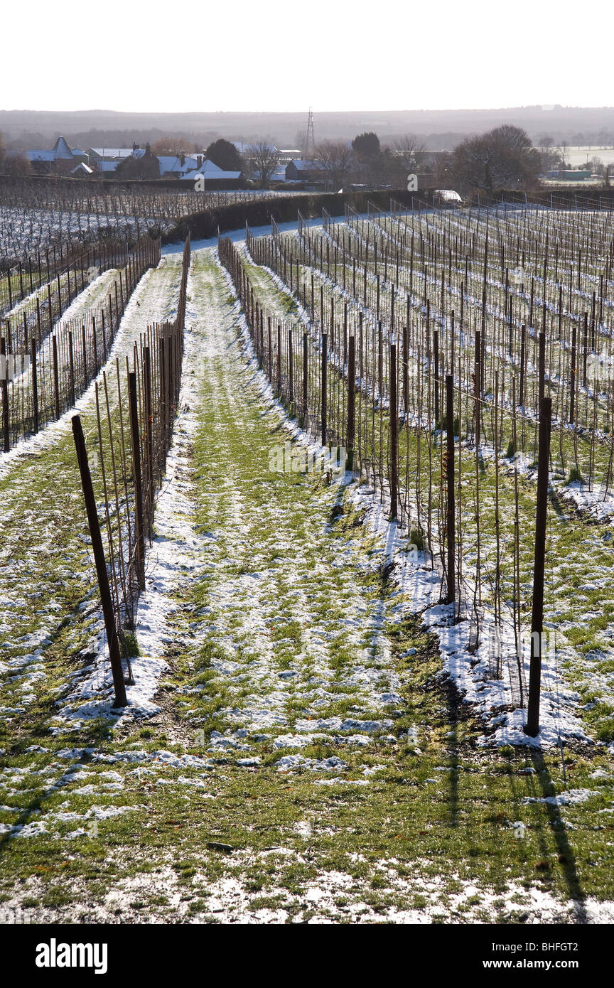 Obst-Feld im Winter mit einer Prise Schnee Stockfoto