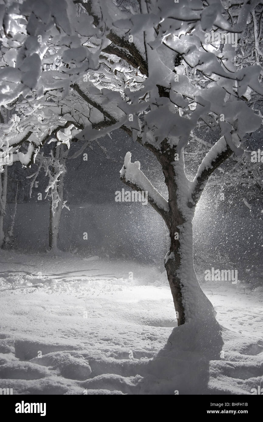 Baum im Winter Schnee-Sturm mit Schnee fällt, Pennsylvania, USA Stockfoto