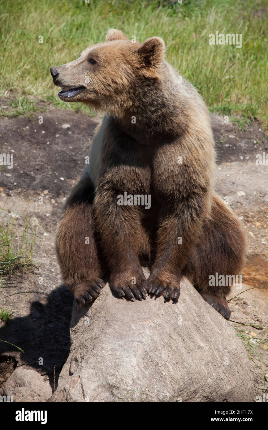 Europäischer Braunbär (Ursus Arctos) auf einem Stein sitzend. Stockfoto