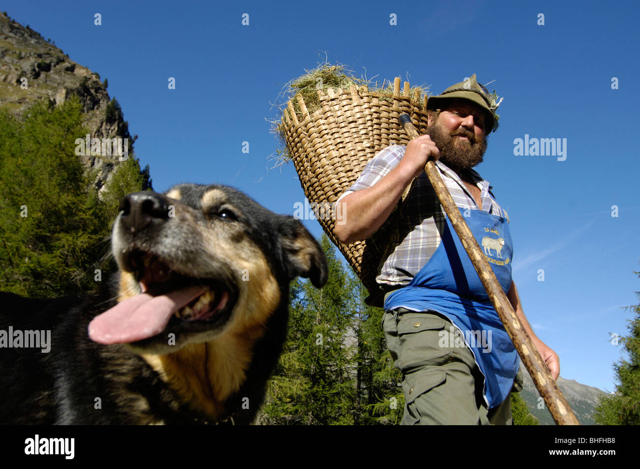 Mann mit einem Korb auf dem Rücken und ein Hund unter blauem Himmel, Schnals Tal, Val Venosta, Südtirol, Italien, Europa Stockfoto