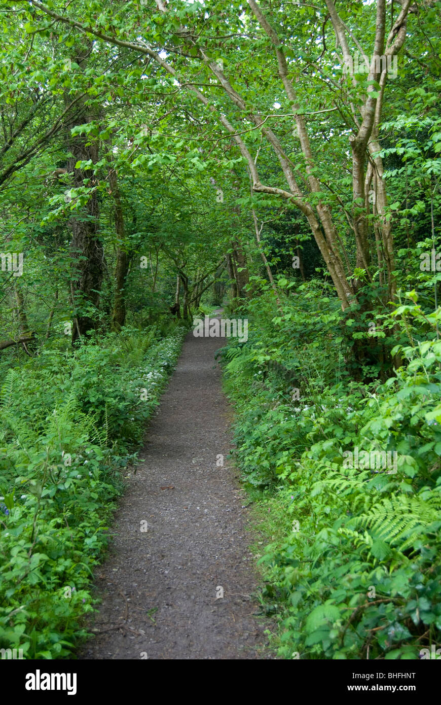 Killarney National Park, Irland Stockfoto