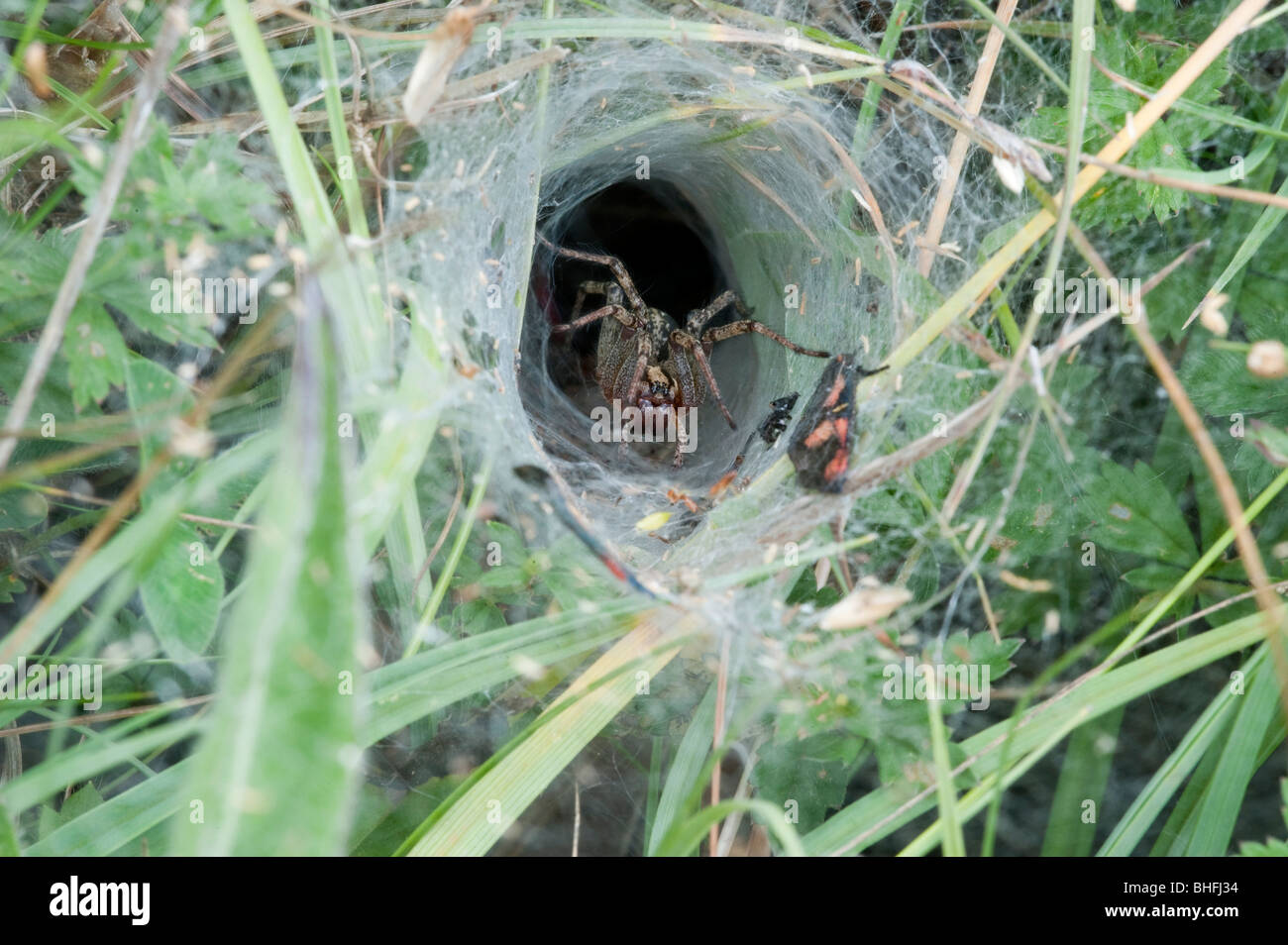 Blatt-Web-Spider (Agelena Labyrinthica) im web Stockfoto