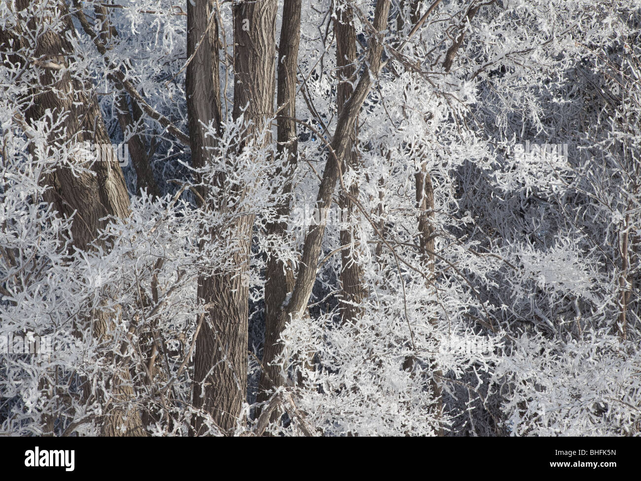 Bäumen und Raureif, sumpfiges County, Iowa Stockfoto