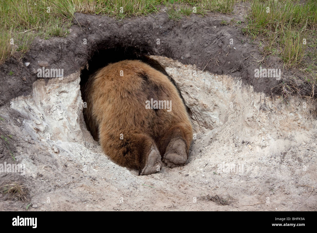 Europäischer Braunbär (Ursus Arctos) in seiner Höhle suchen. Stockfoto