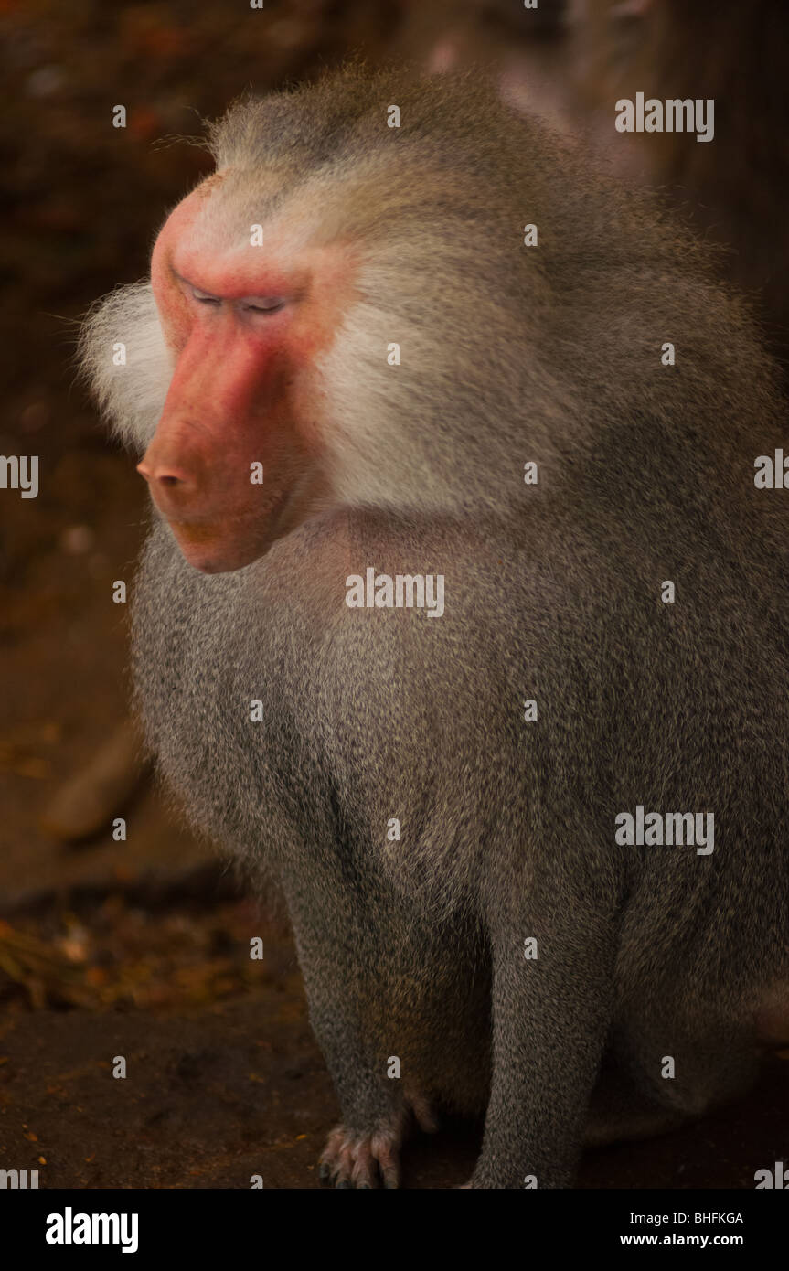 Das alpha Männchen Pavian steht für sich allein aus der Packung. Stockfoto