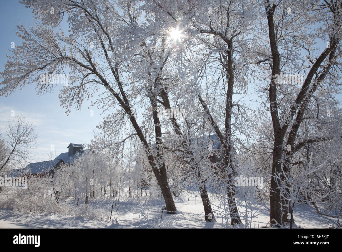 Sunburst durch frostige Bäume, sumpfiges County, Iowa Stockfoto
