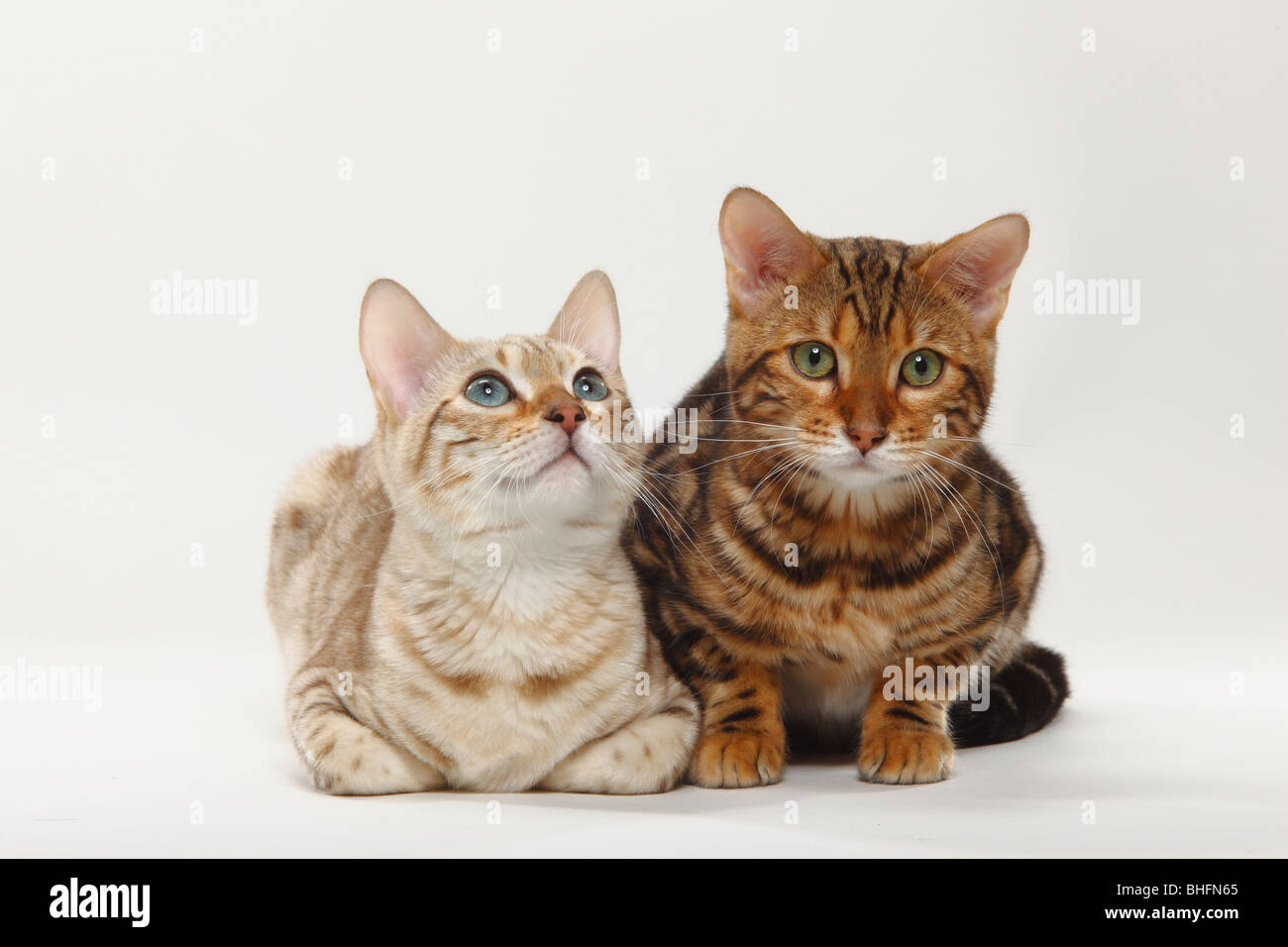 Bengal-Katzen, Snow-Bengalen und marmorierte Bengal Stockfoto