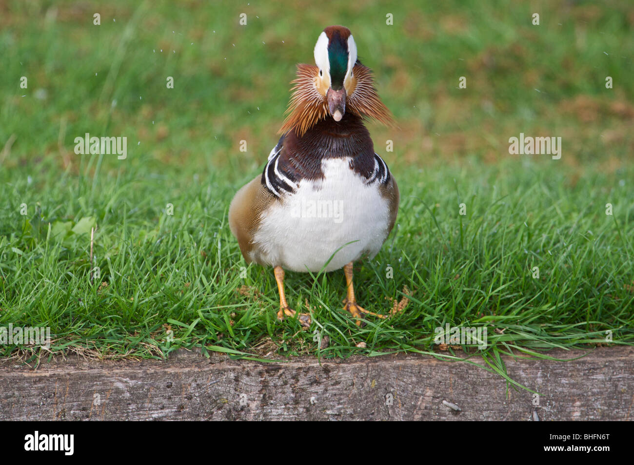 Männliche Mandarinente Stockfoto