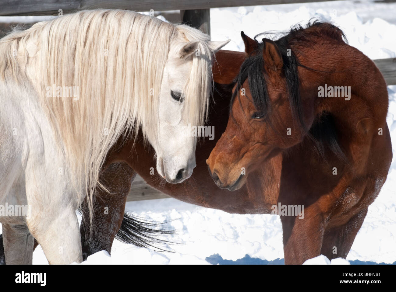 Bild von zwei liebevolle arabischen Pferde Austausch von Atem, eine Stute und Hengst Paarung paar. Stockfoto
