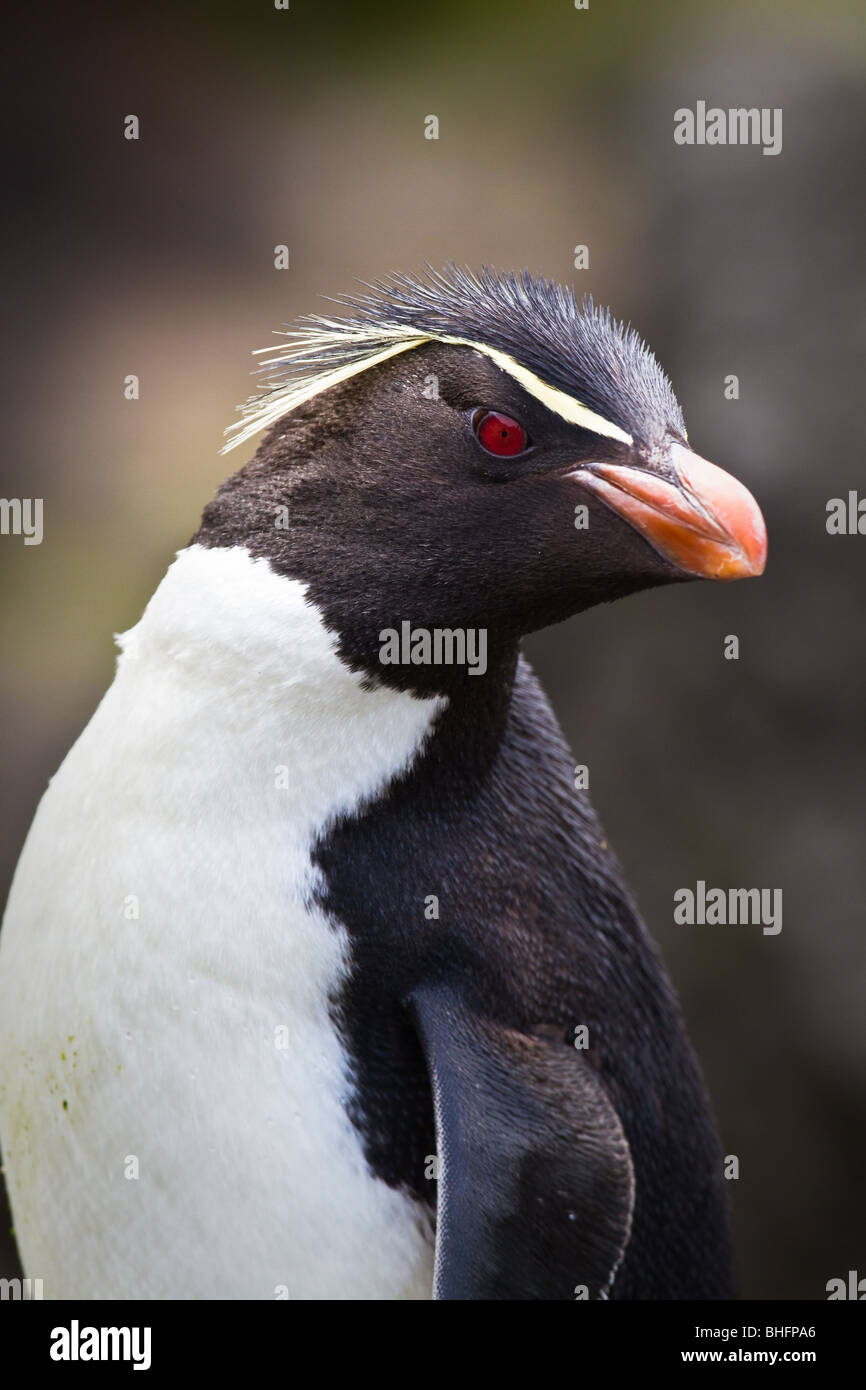 Ein Felsenpinguin (Eudyptes Chrysocome) stellt in der Regen für ein Porträt, New Island, Falklandinseln (Malvinas) Stockfoto