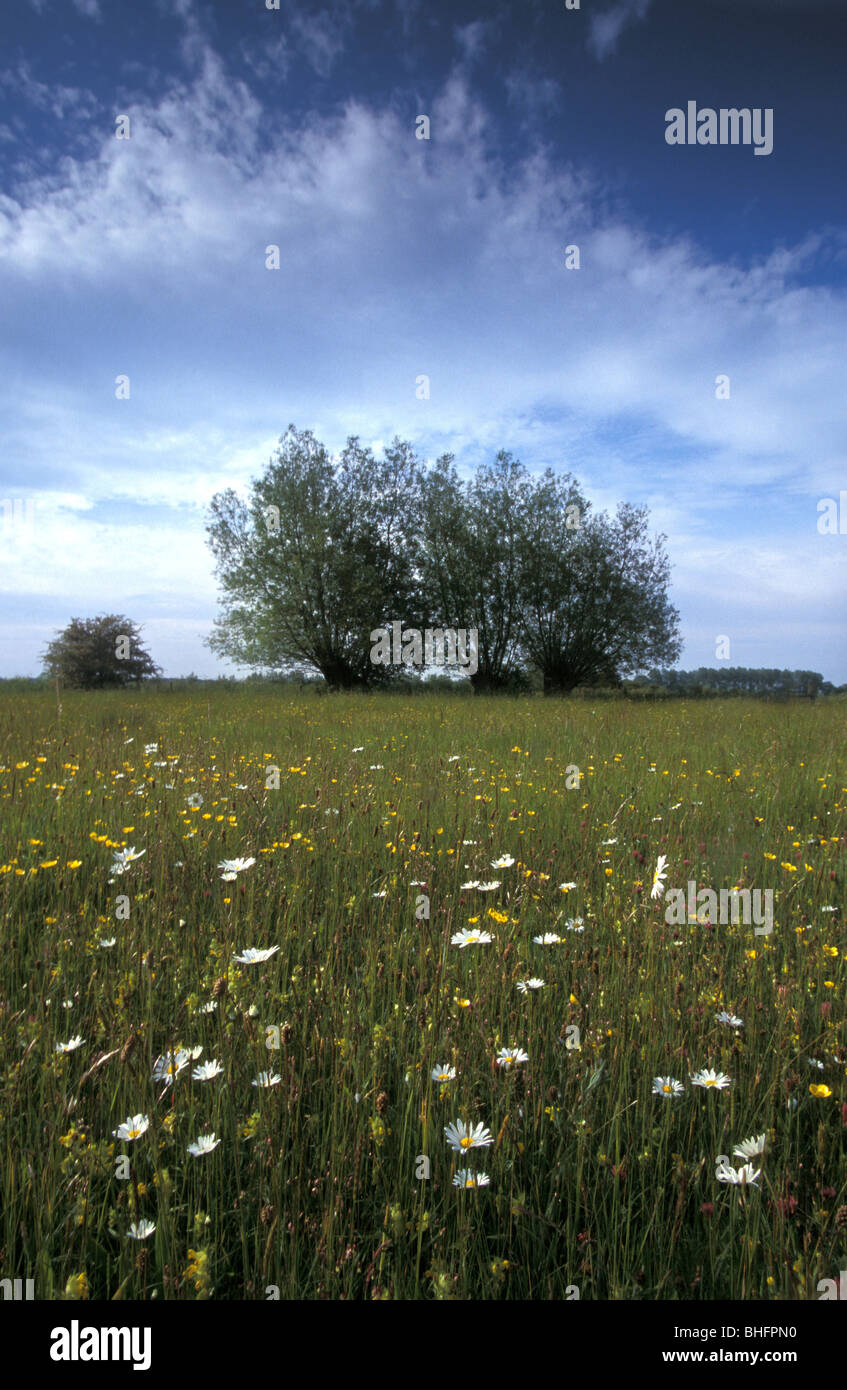 Arten reichen Grasland und Wiese mit Kopfweiden Schornstein Meadows National Nature Reserve Oxfordshire Stockfoto