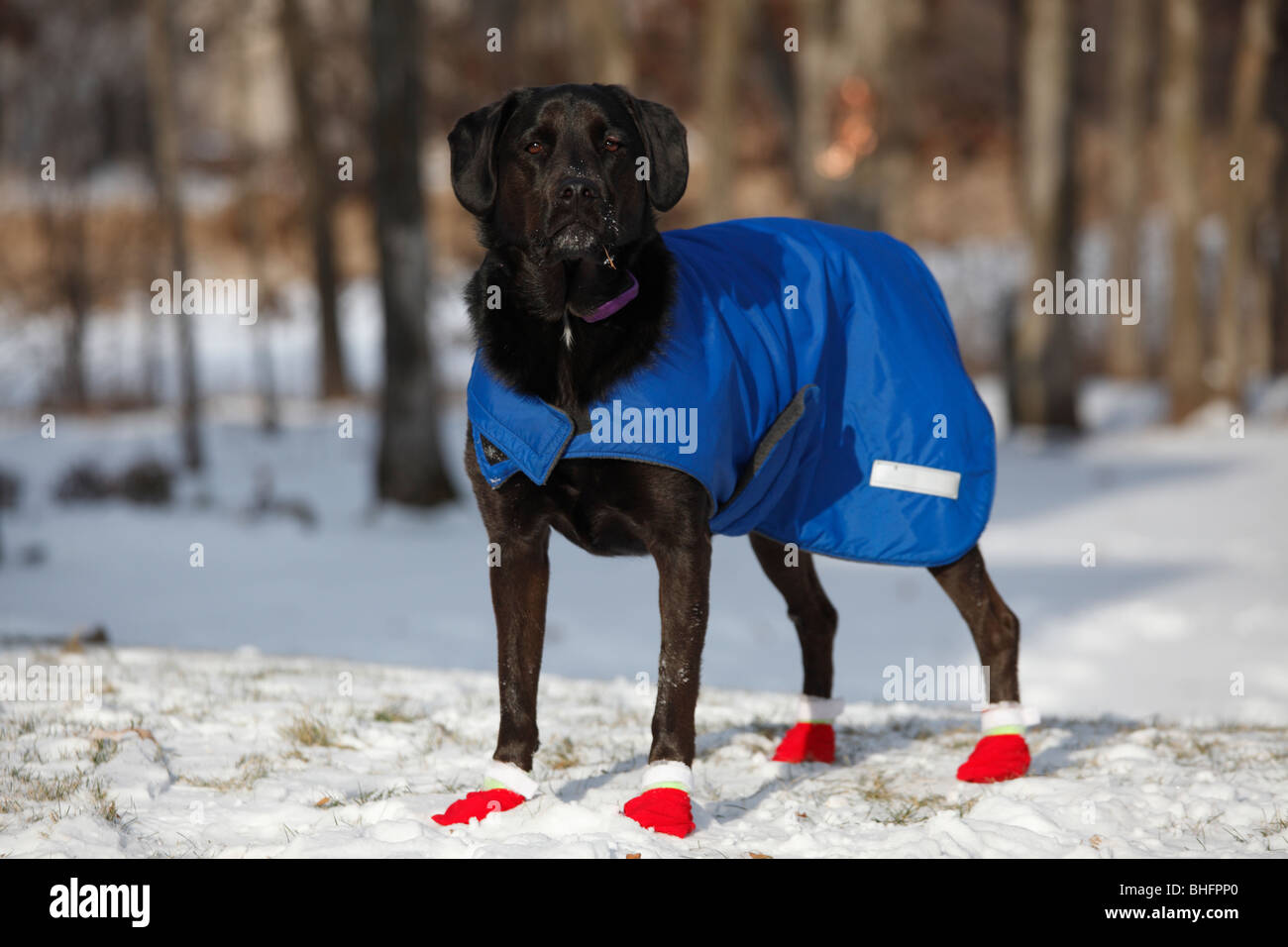 Familienhund für Winter blaue Jacke mit roten Schühchen angezogen. Stockfoto