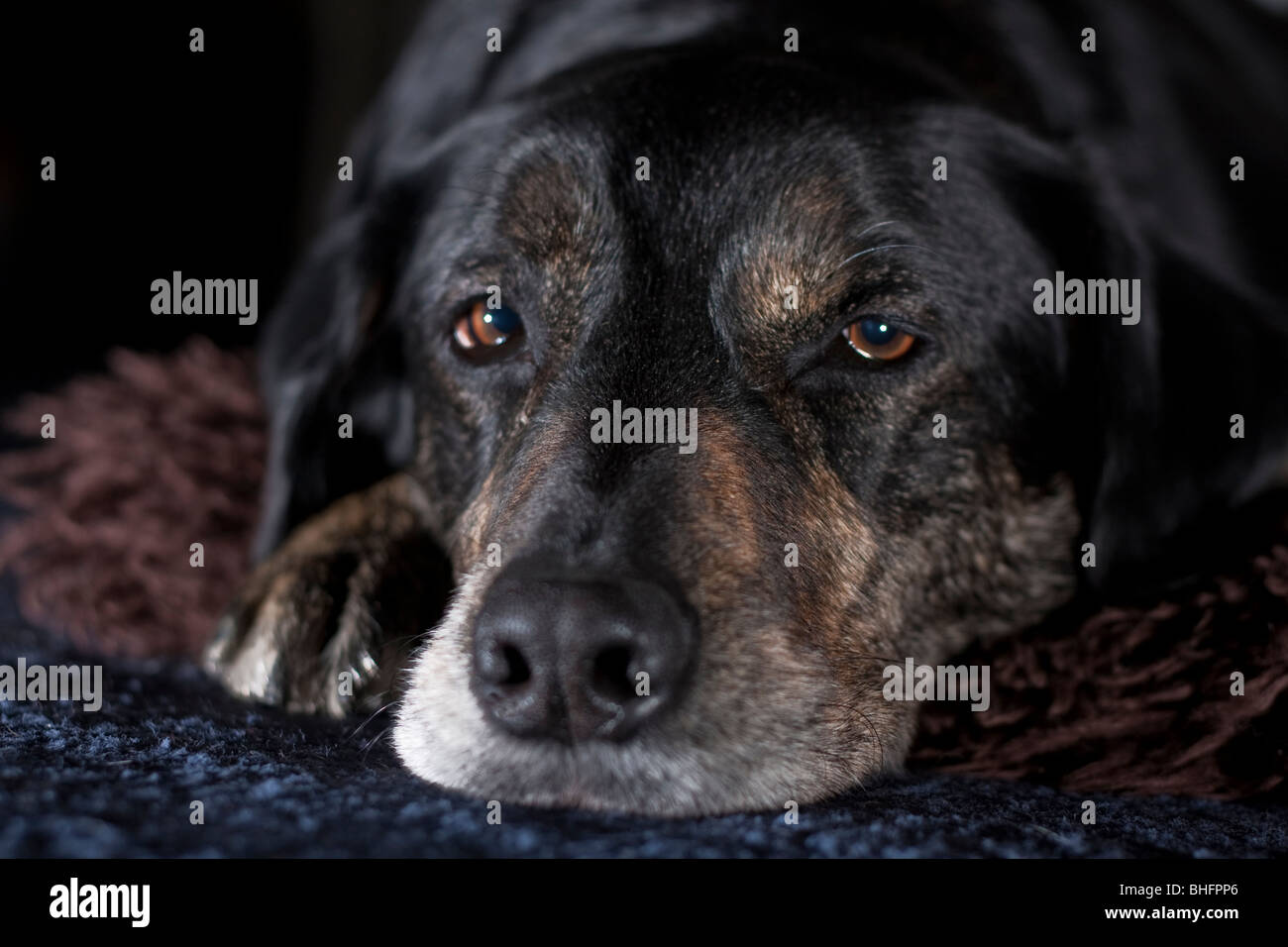 Ein verschlafenes Hund, mit müden schweren Augen Stockfoto