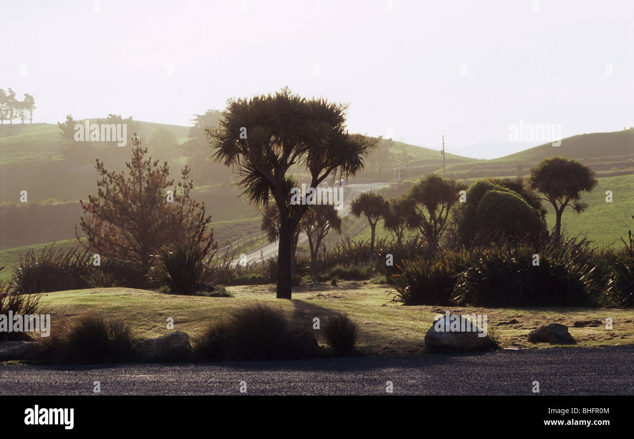 Einheimische Pflanzen, Moeraki, Südinsel, Neuseeland Stockfoto