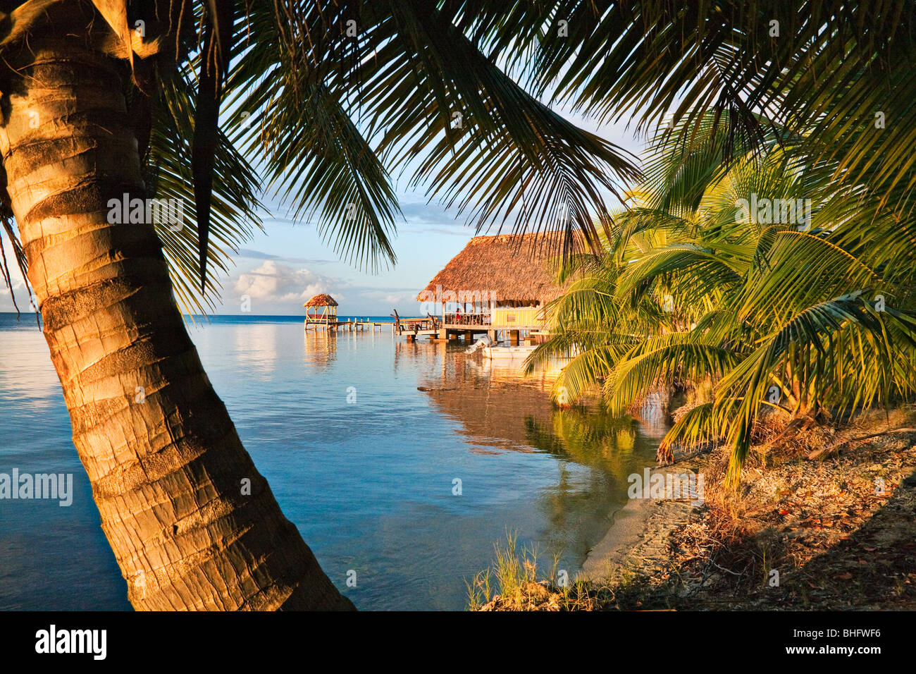 Palme und Strohdach-Hütte am Strand in Placencia, Belize Stockfoto