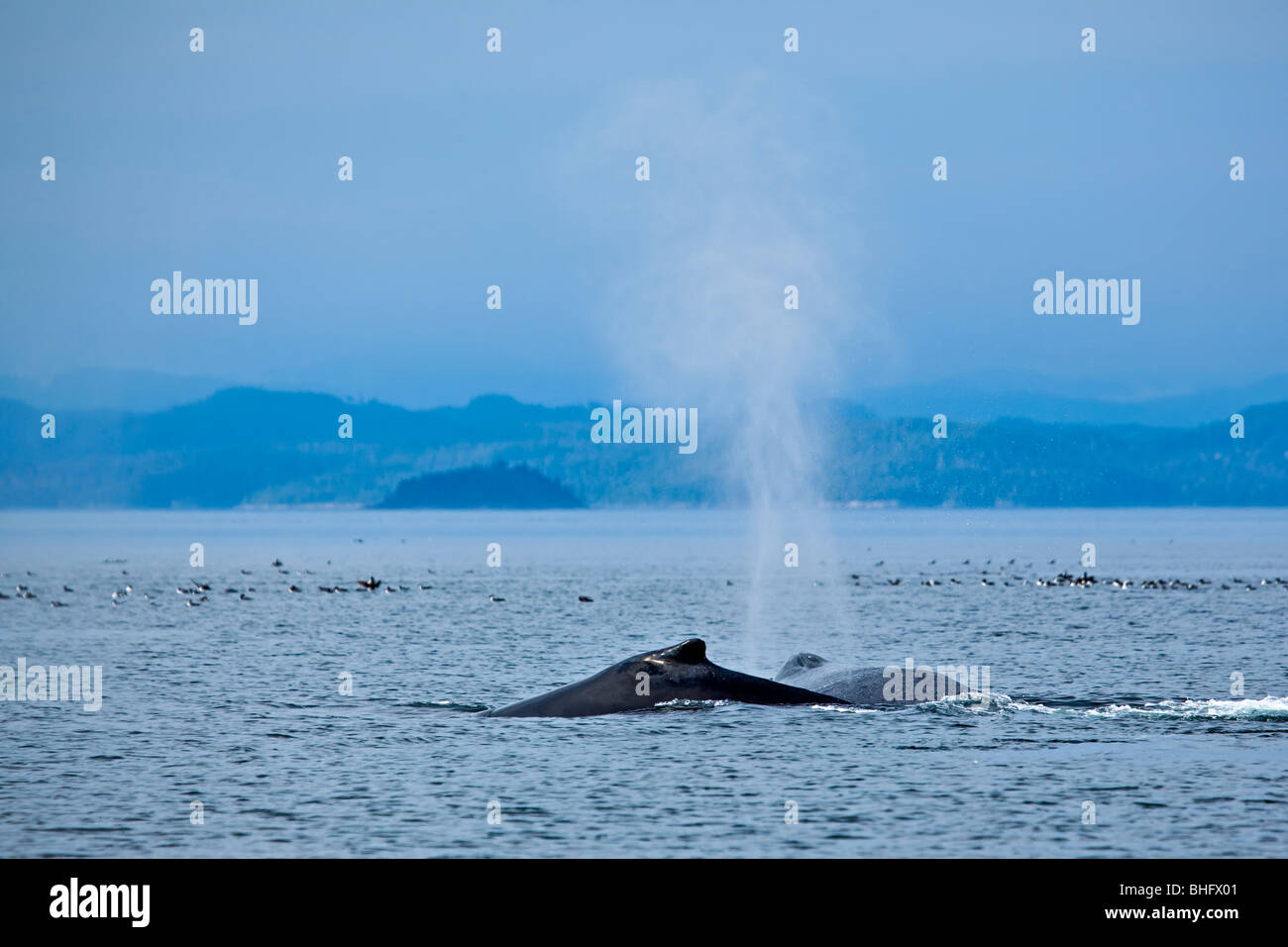 Buckelwale, Impressionen Novaeangliae, Nordinsel Vancouver, Vancouver Island, British Columbia, Kanada. Stockfoto