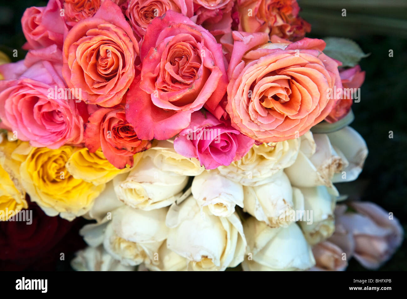romantische Kombination von rosa scarlet weißen & gelbe Rosen zum