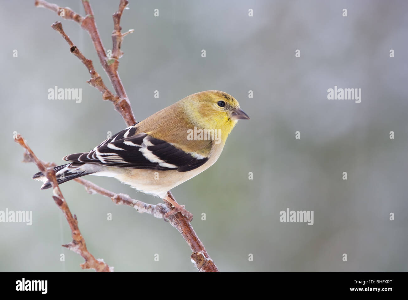 "Amerikanische Stieglitz' 'Spinus Tristis" Stockfoto