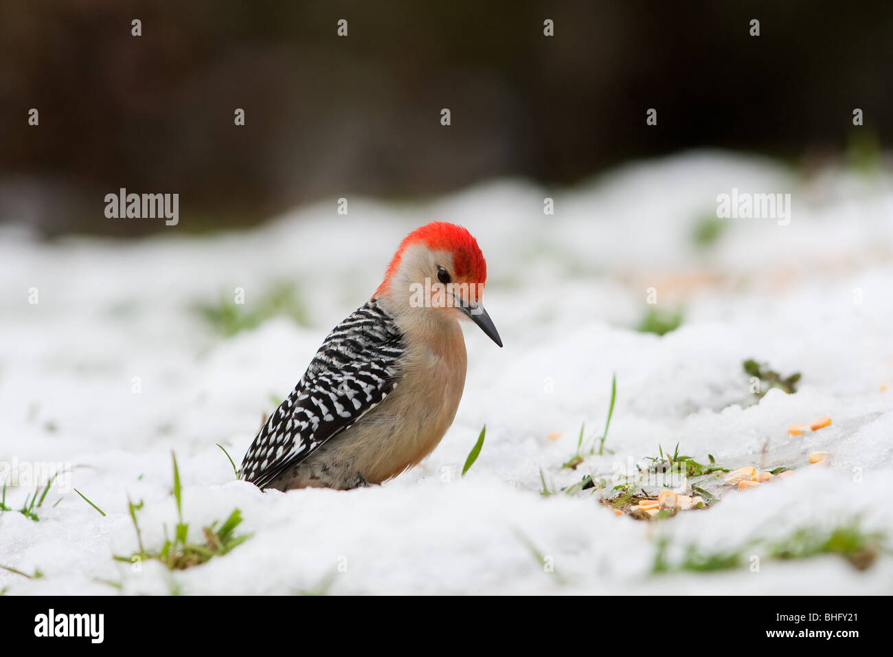 Rotbauch-Specht, Melanerpes carolinus Stockfoto