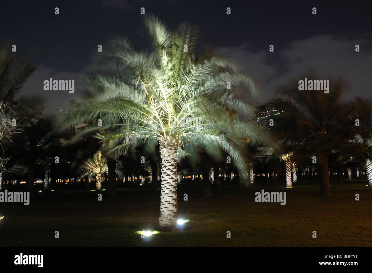 Palmen, nachts beleuchtet. Sharjah, Vereinigte Arabische Emirate Stockfoto