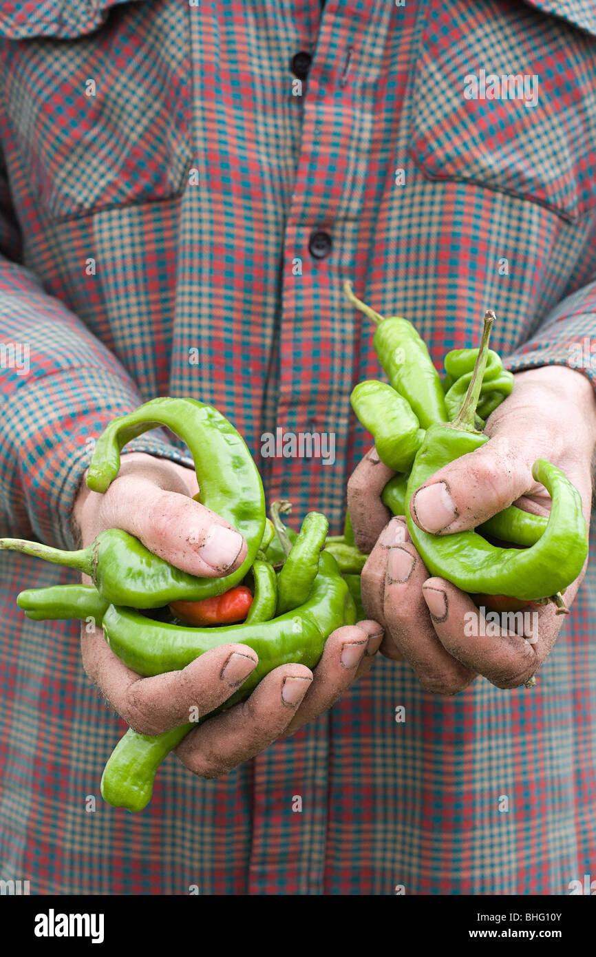 Landwirt mit Chilischoten Stockfoto