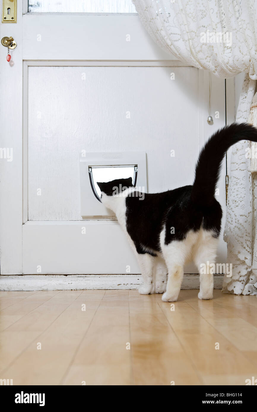 Schwarze und weiße Katze im Inneren durch die Katzenklappe Stockfoto