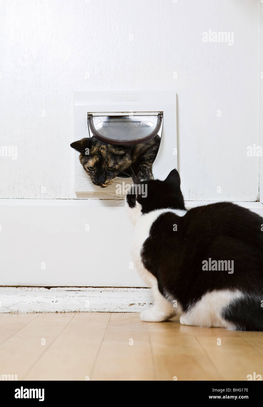 Schwarze und weiße Katze mit Blick auf eine andere Katze durch die Katzenklappe Stockfoto