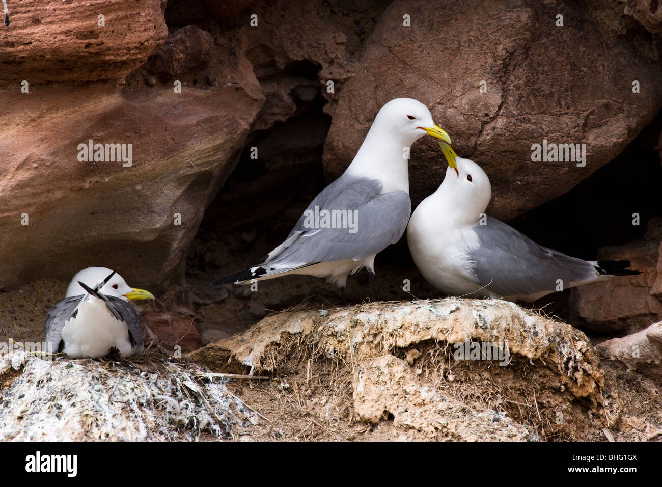 Ein paar von Kittiwake auf ihr Nest dicht beieinander nisten auch in der Kolonie Stockfoto