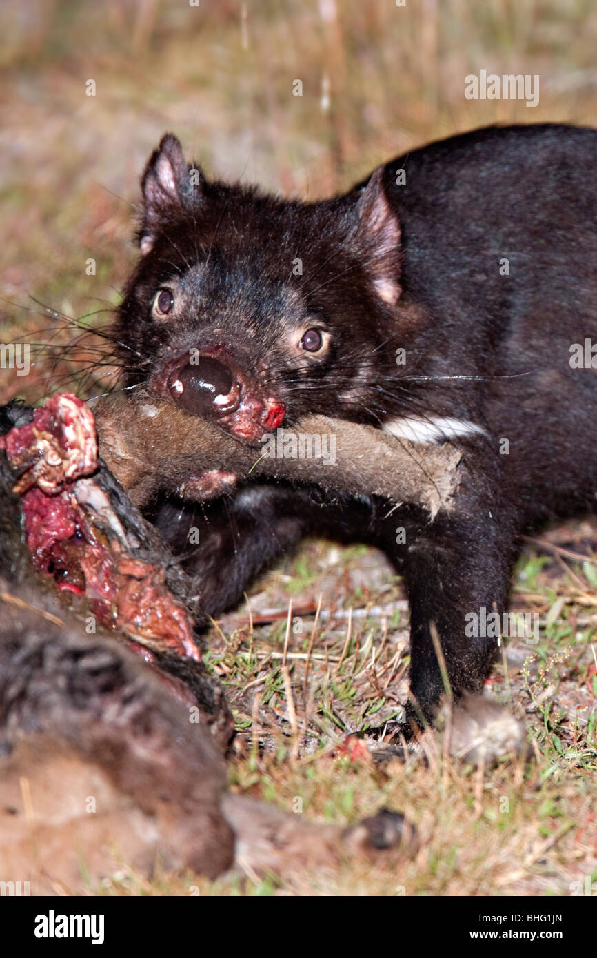 Nicht gefangen Tasmanischer Teufel (Sarcophilus Harrisii) - Tasmanien ernährt sich von verstorbenen Wallaby in Tasmanien, Australien Stockfoto