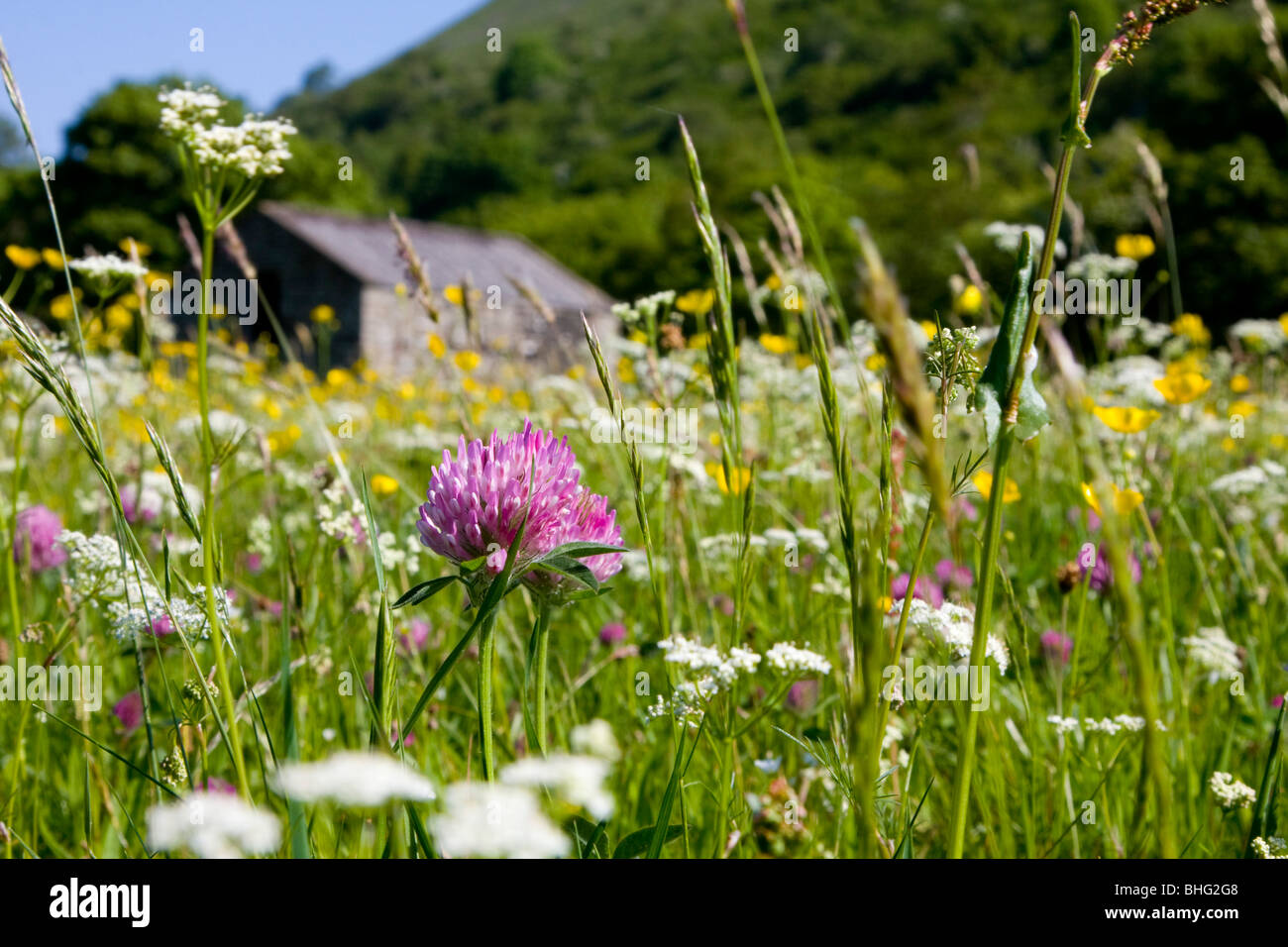 Butterblumen und Scheunen in Mähwiesen an Muker, Yorkshire Dales, UK Stockfoto