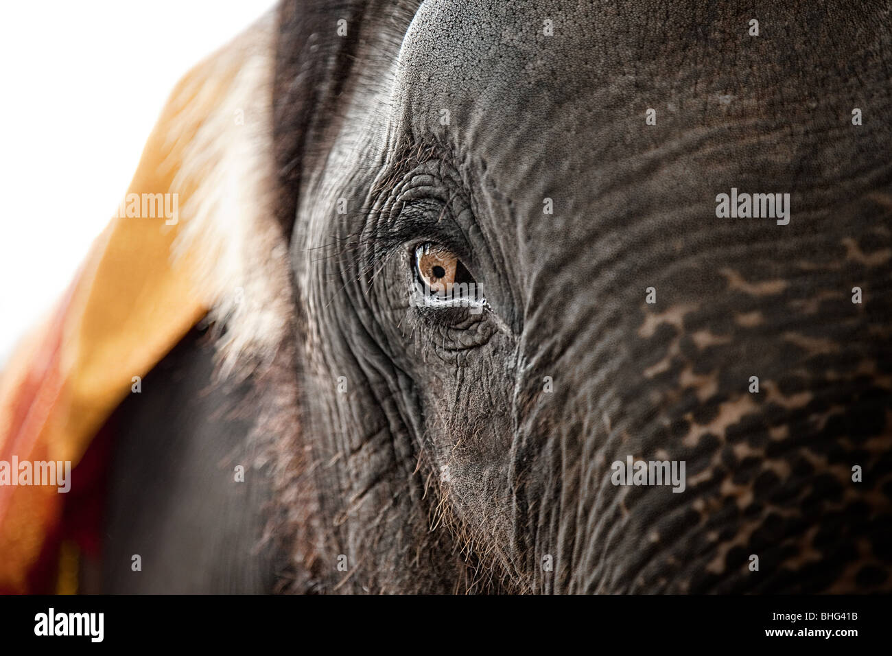 Nahaufnahme des Auges eines Elefanten Stockfoto
