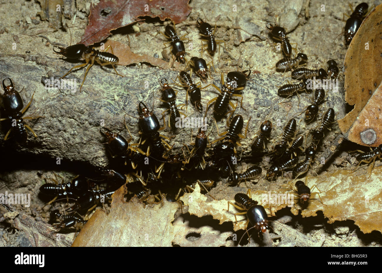 Termite (Macrotermes Carbonarius). Unter der Leitung von großen Soldaten bewachen Arbeitnehmer, da sie abgestorbene Blätter im Regenwald Malaysia ernten Stockfoto