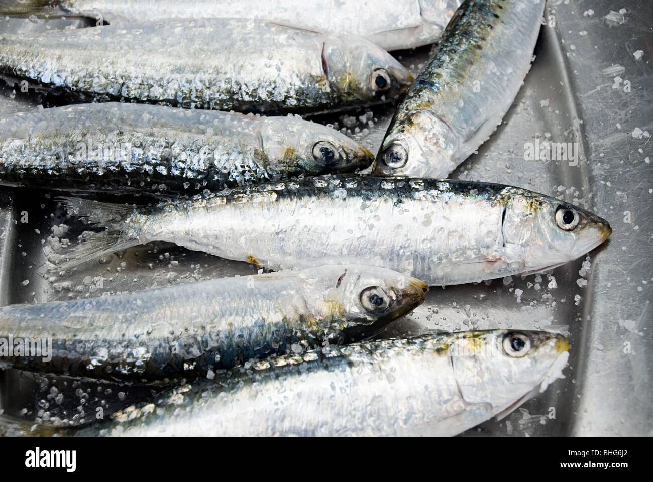 Frische Sardinen Fisch Stockfotos und -bilder Kaufen - Alamy