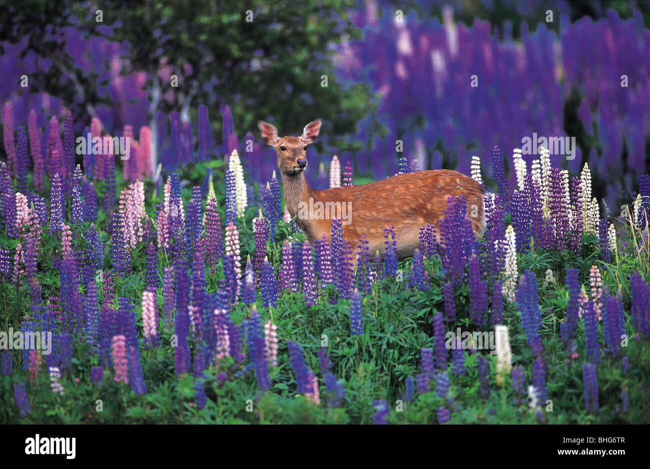 Yezo Hirsch Hokkaido Japan Stockfoto