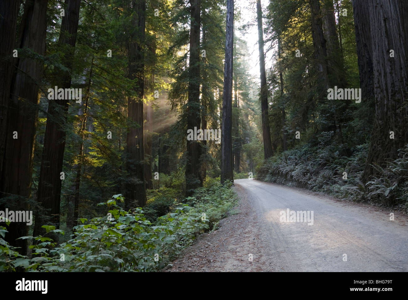 Weg Weg durch den Redwood National Park in Kalifornien, USA Stockfoto