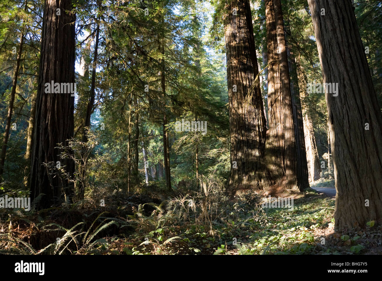 Redwood National Park in Kalifornien, USA Stockfoto