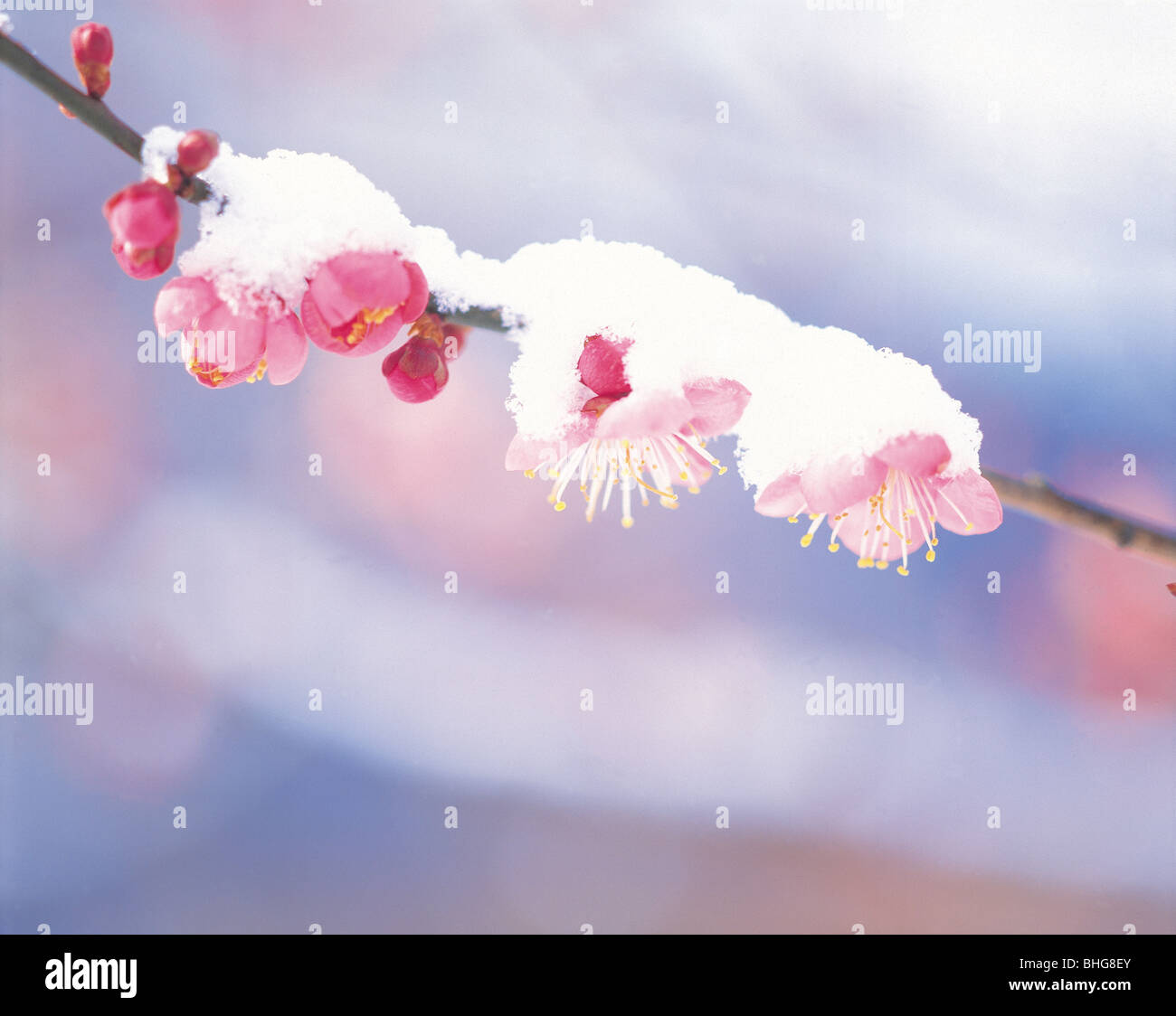 Pflaumenblüte und Schnee Stockfoto